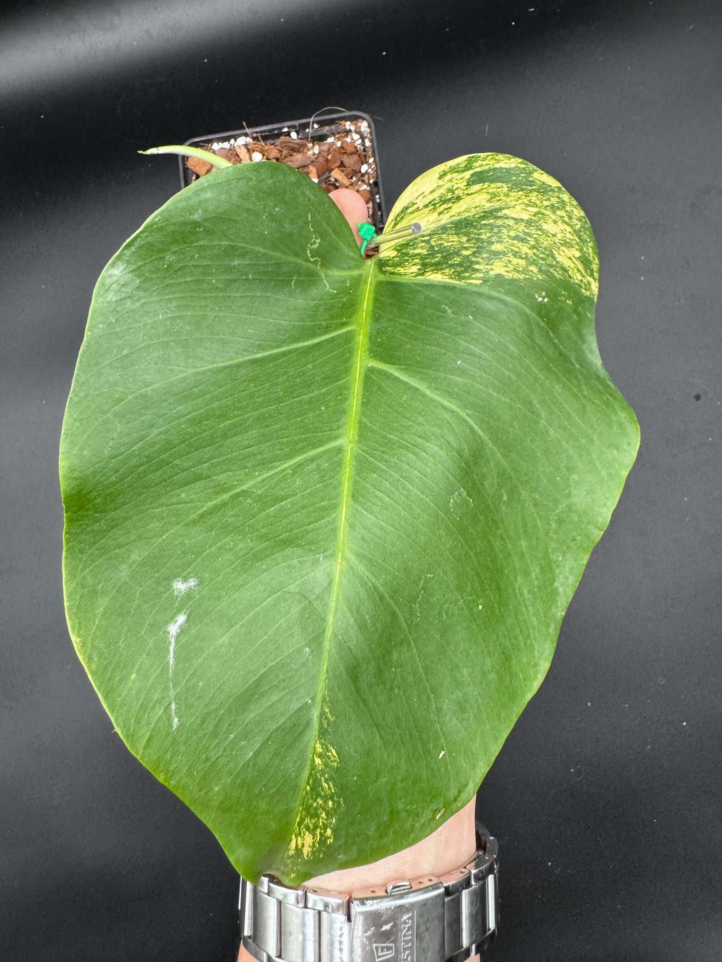 Monstera Aurea Variegata - Lot