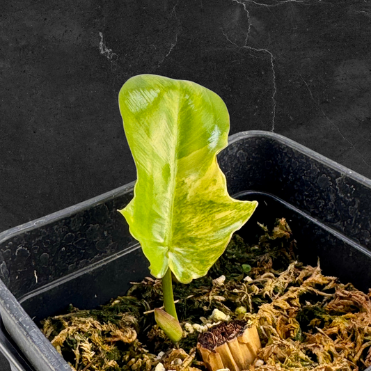 Philodendron Florida Beauty x Mayoi Variegata