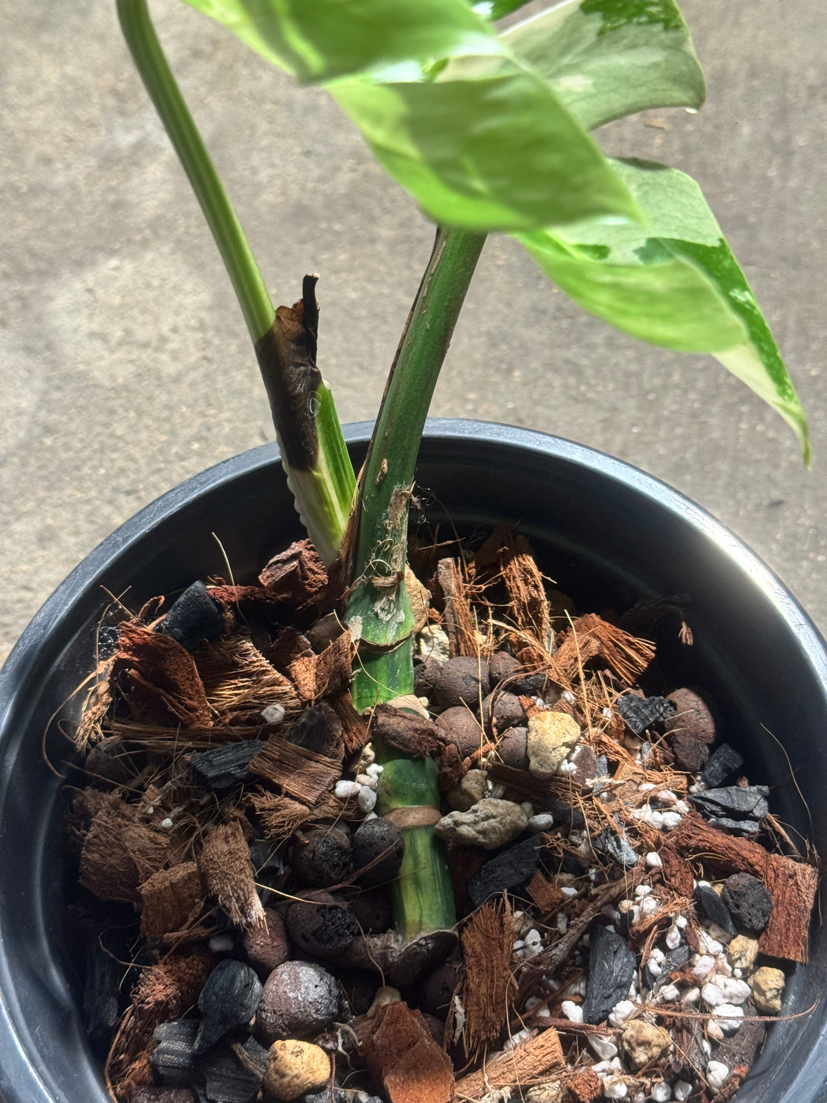 Monstera Jungle Mint