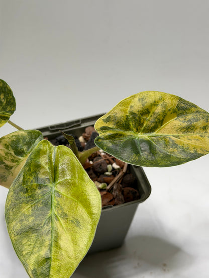 Alocasia Wentii Aurea