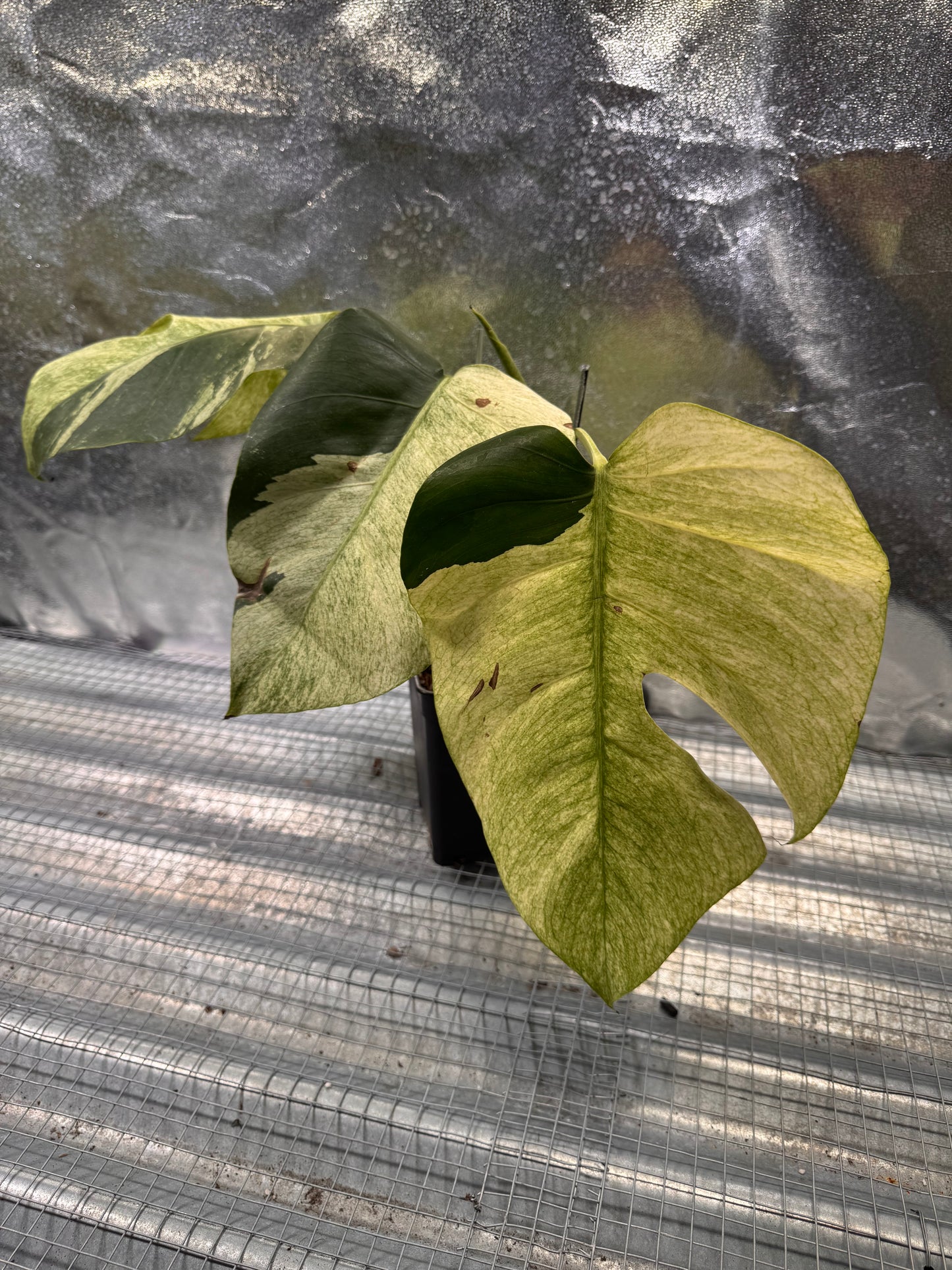 Monstera Jungle Mint - Sur Mesure