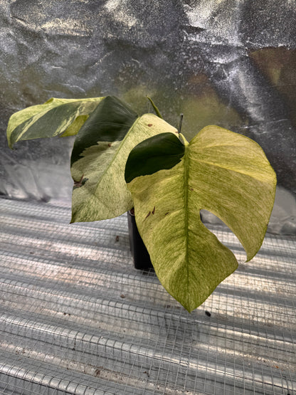 Monstera Jungle Mint - Sur Mesure