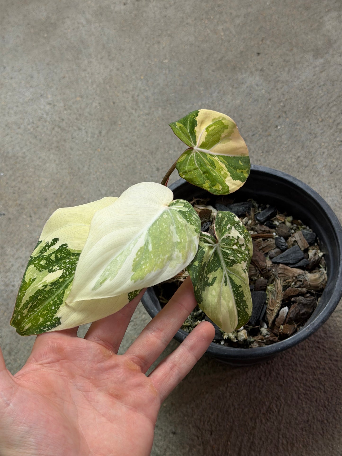 Philodendron Gloriosum Tricolor