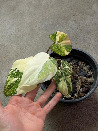 Philodendron Gloriosum Tricolor