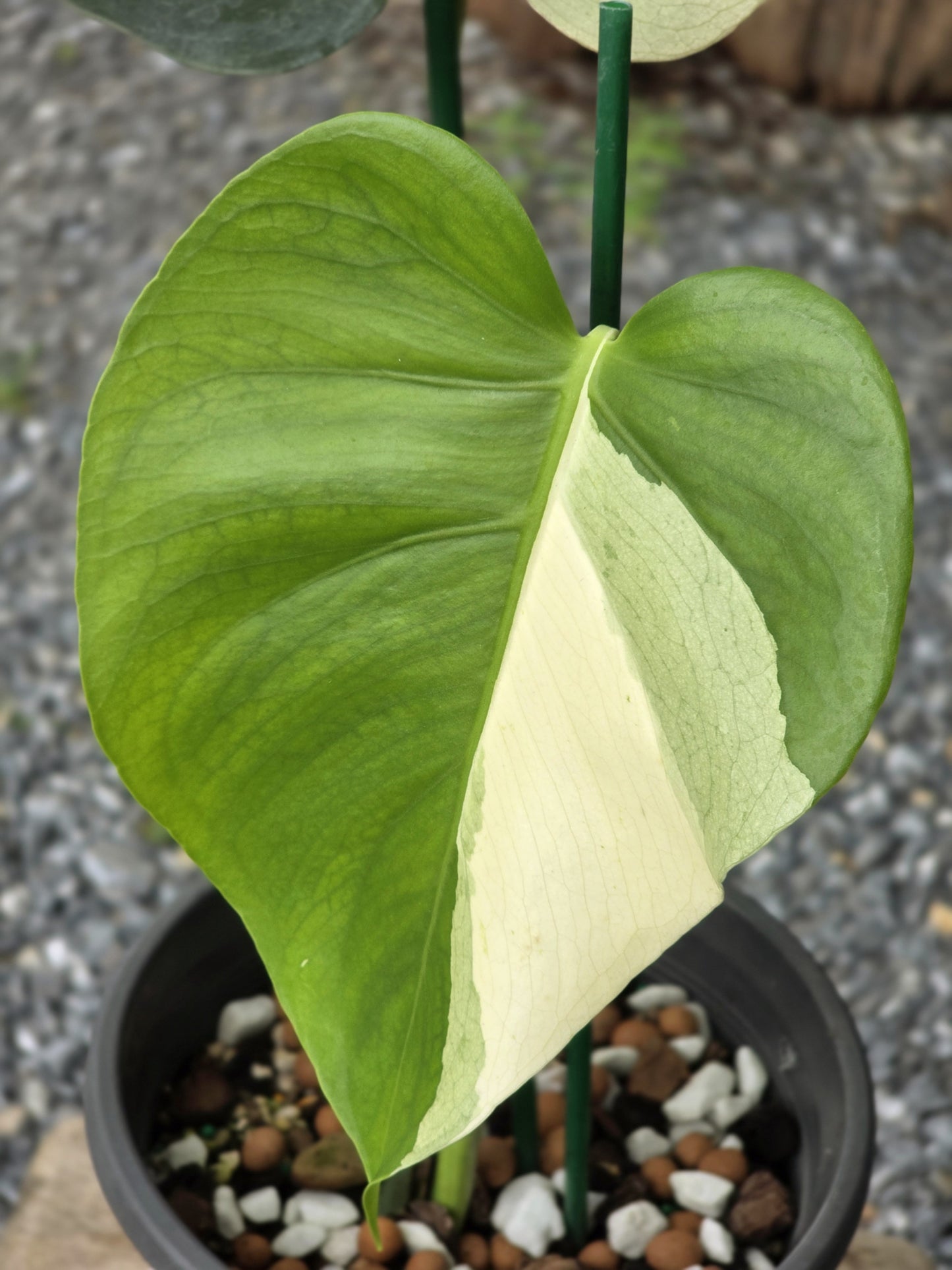 Monstera Deliciosa Brazilian Blue Mint - Livraison 30 jours