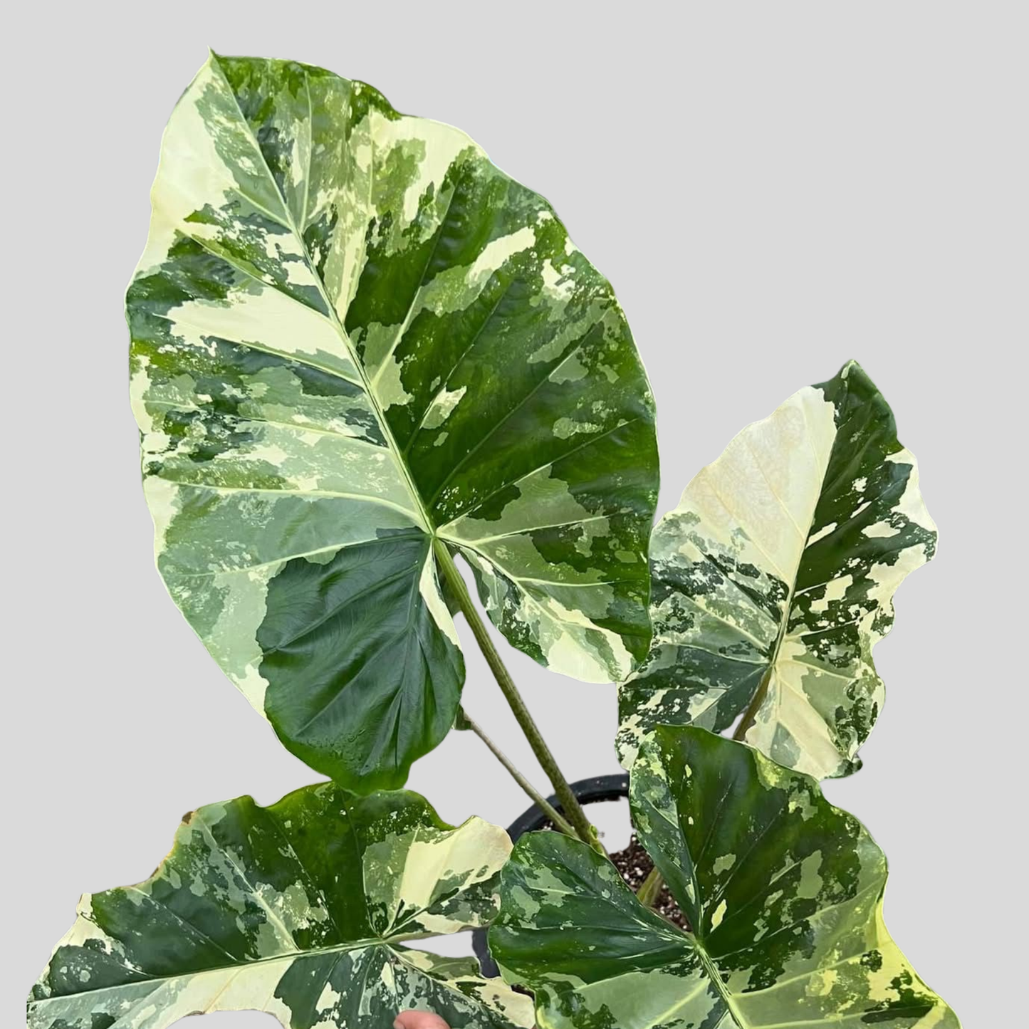 Alocasia Macrorrhizos sp. Albo Variegata - Bulbe