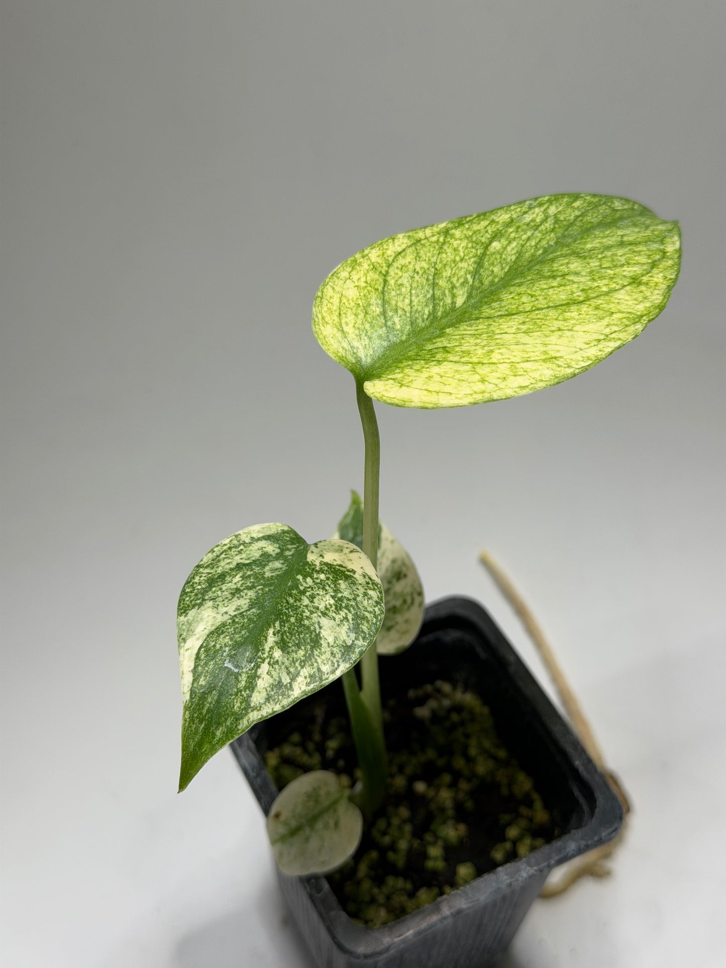 Monstera White Monster