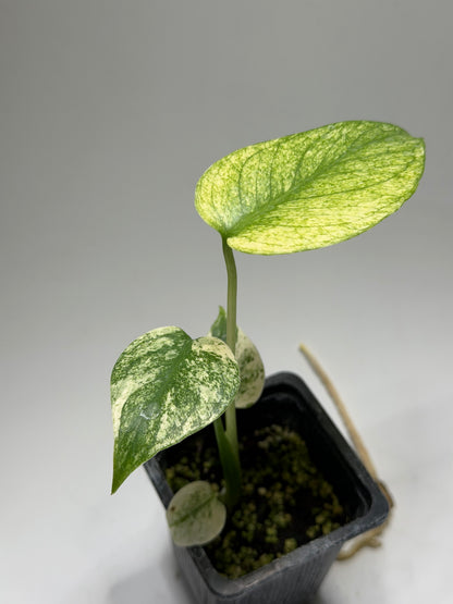 Monstera White Monster