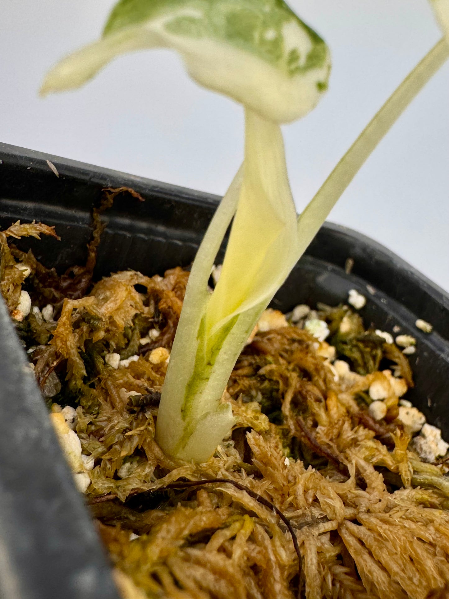 Alocasia Cuculatta « Wagyu » Albo Variegata