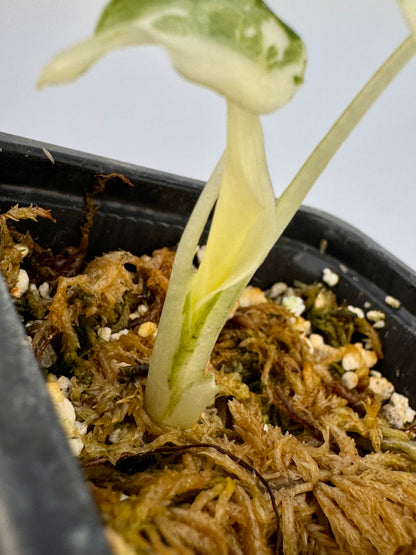 Alocasia Cuculatta « Wagyu » Albo Variegata