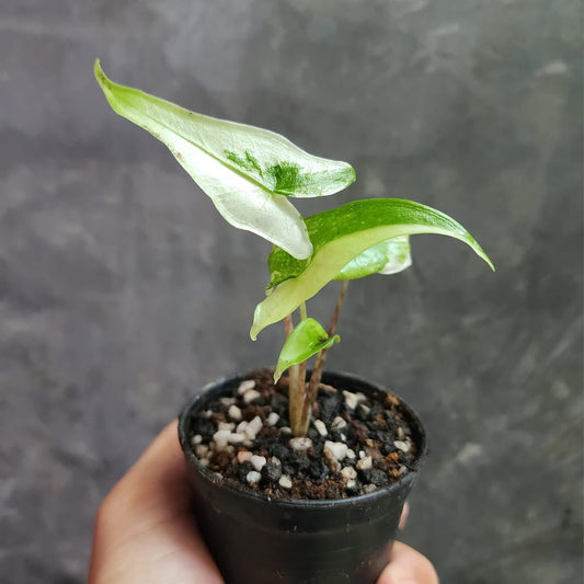 Alocasia Tigrina Superba Albo Variegata - Précommande Green and White Plants
