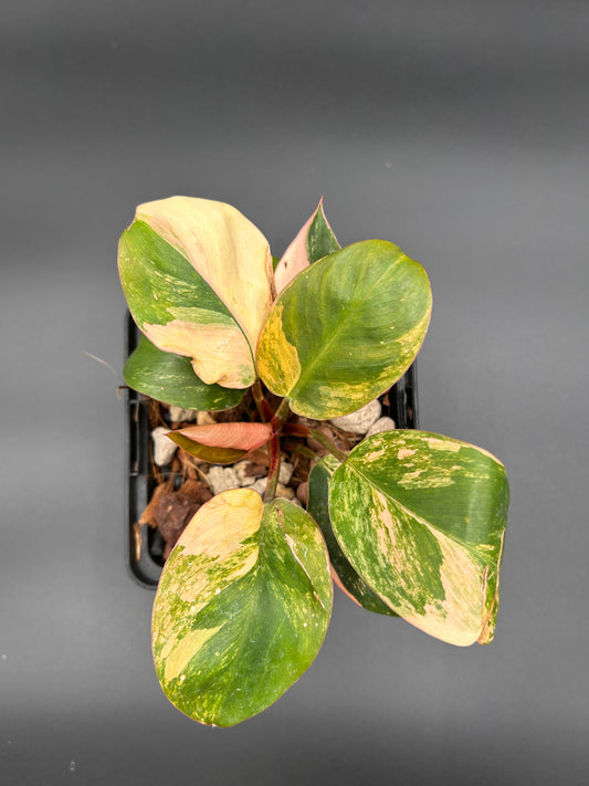Philodendron Orange Congo Green and White Plants