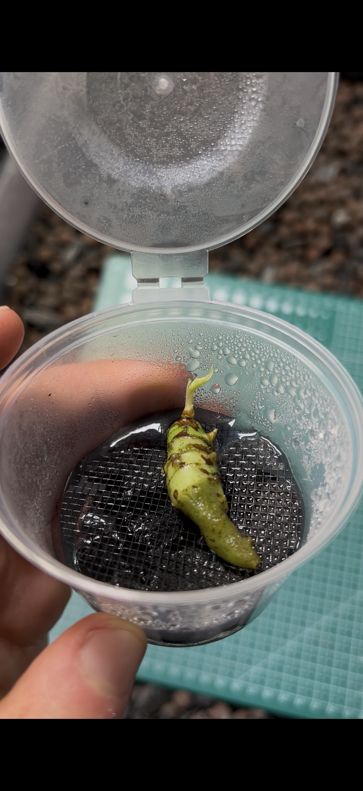 Root Starter / Pot de croissance pour bulbes