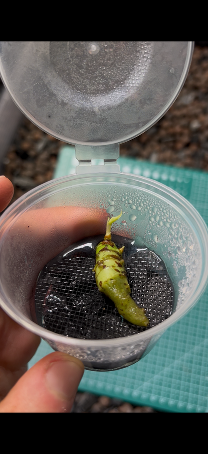 Root Starter / Pot de croissance pour bulbes