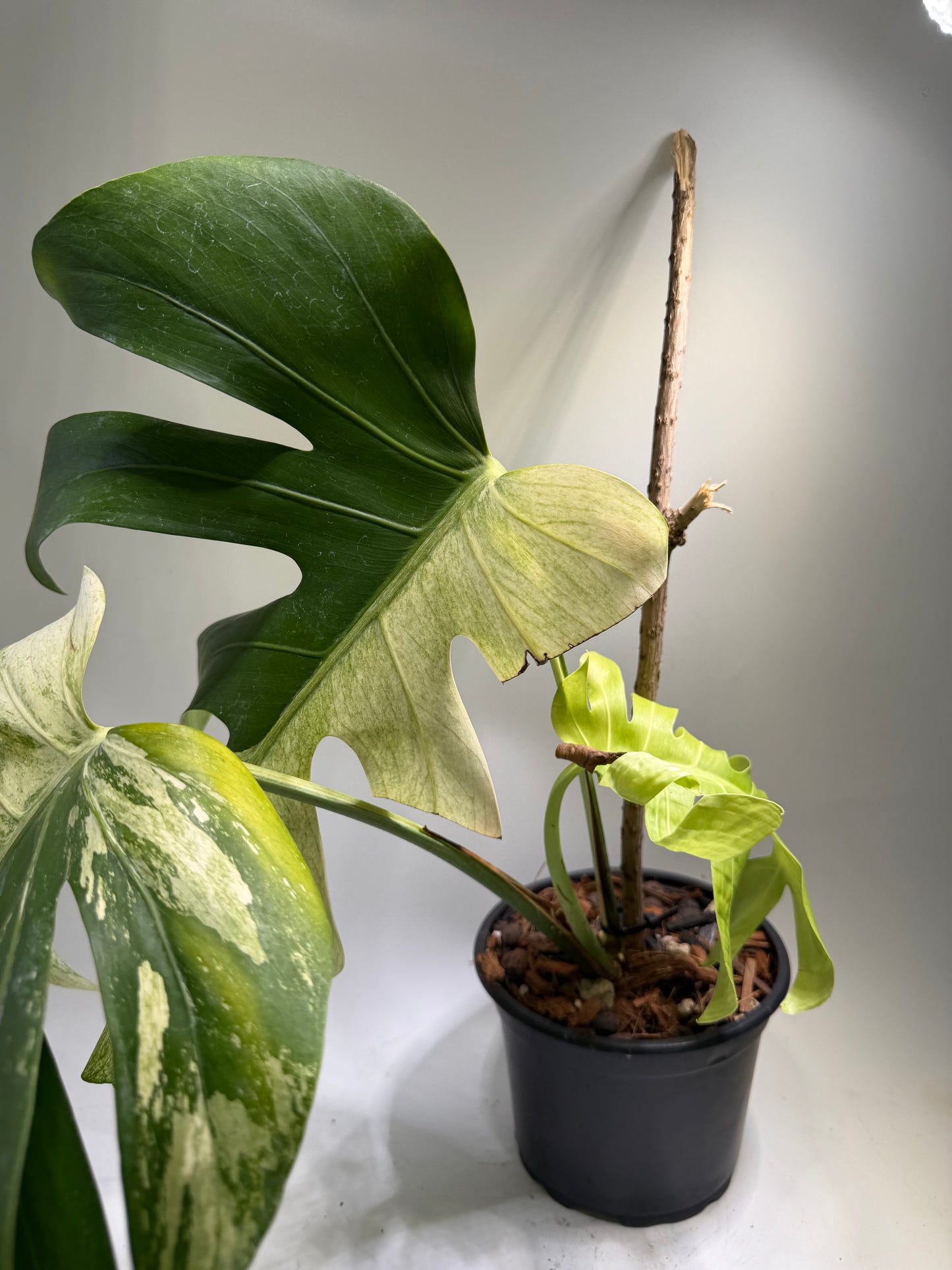 Monstera Jungle Mint