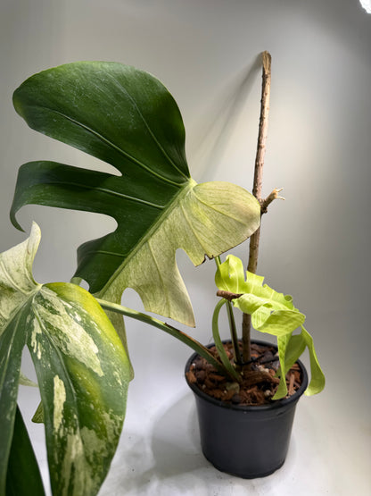 Monstera Jungle Mint