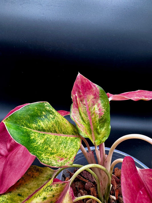 Aglaonema « Miss World » Green and White Plants