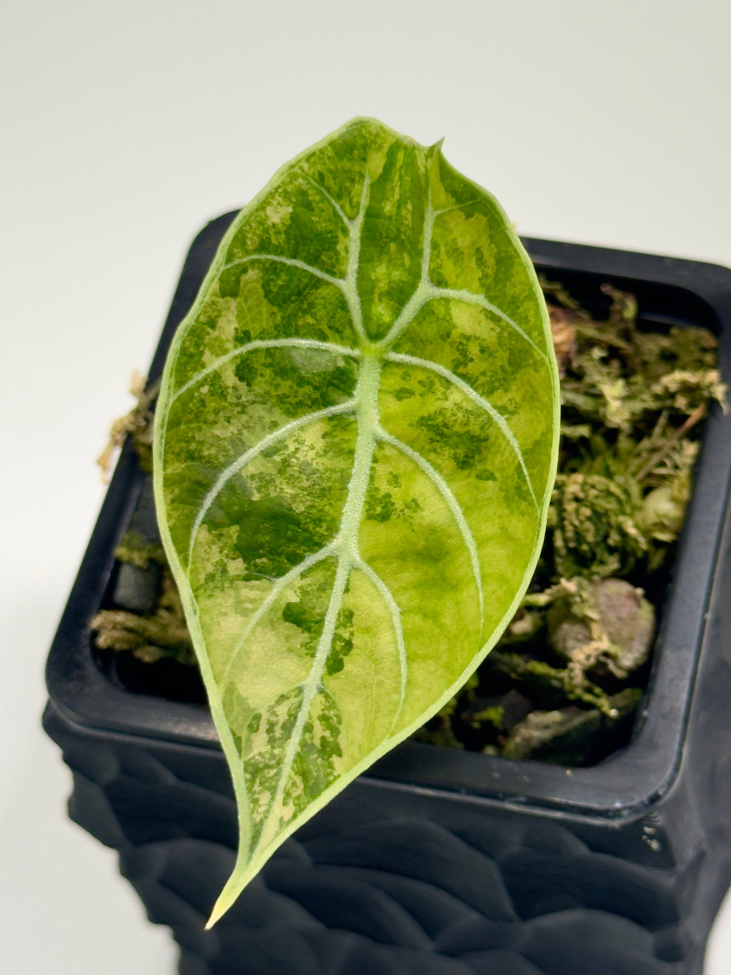 Alocasia Watsoniana Doff Pink