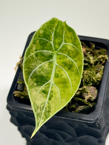 Alocasia Watsoniana Doff Pink