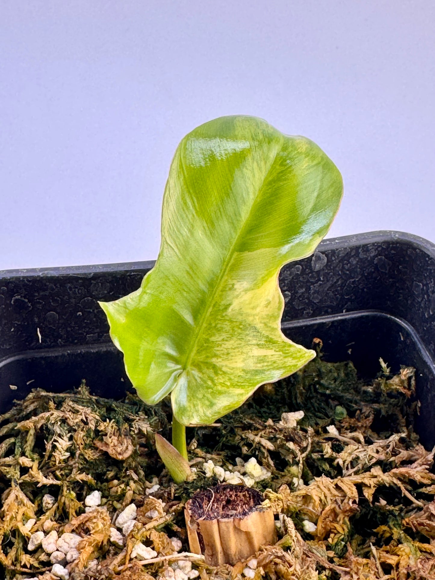 Philodendron Florida Beauty x Mayoi Variegata