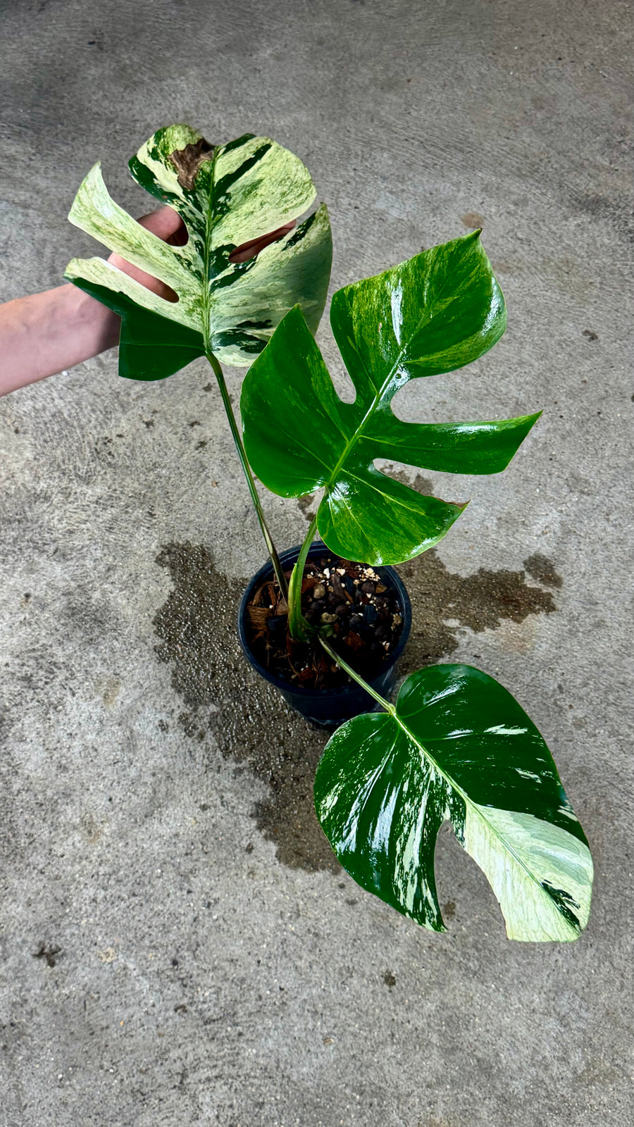 Monstera Jungle Mint