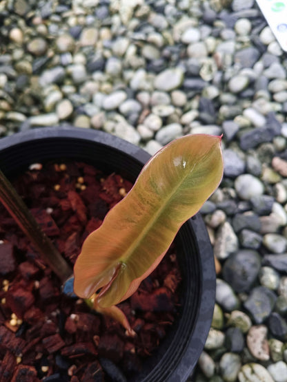 Philodendron Brown Beauty (Florida X BlackBillietiae ) - Livraison 30 jours