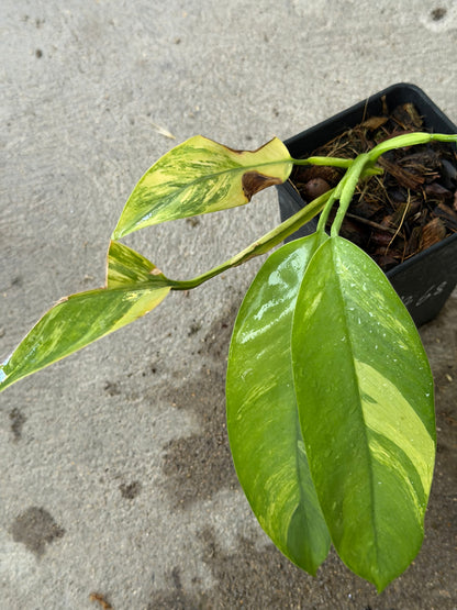 Epipremnum Giganteum Aurea Var