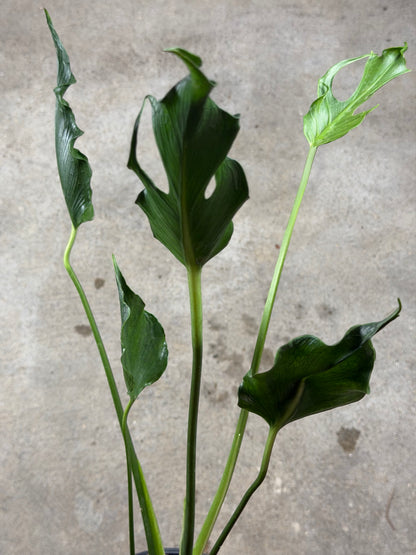 Monstera Unniiae