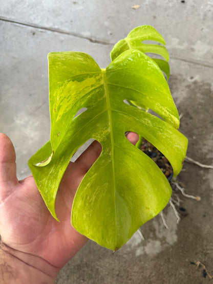 Monstera Borsigiana Aurea