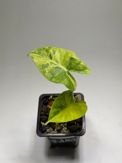 Alocasia Macrorrhizos Aracea Sp. Borneo Aurea