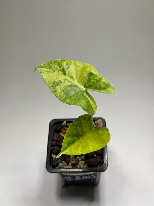 Alocasia Macrorrhizos Aracea Sp. Borneo Aurea