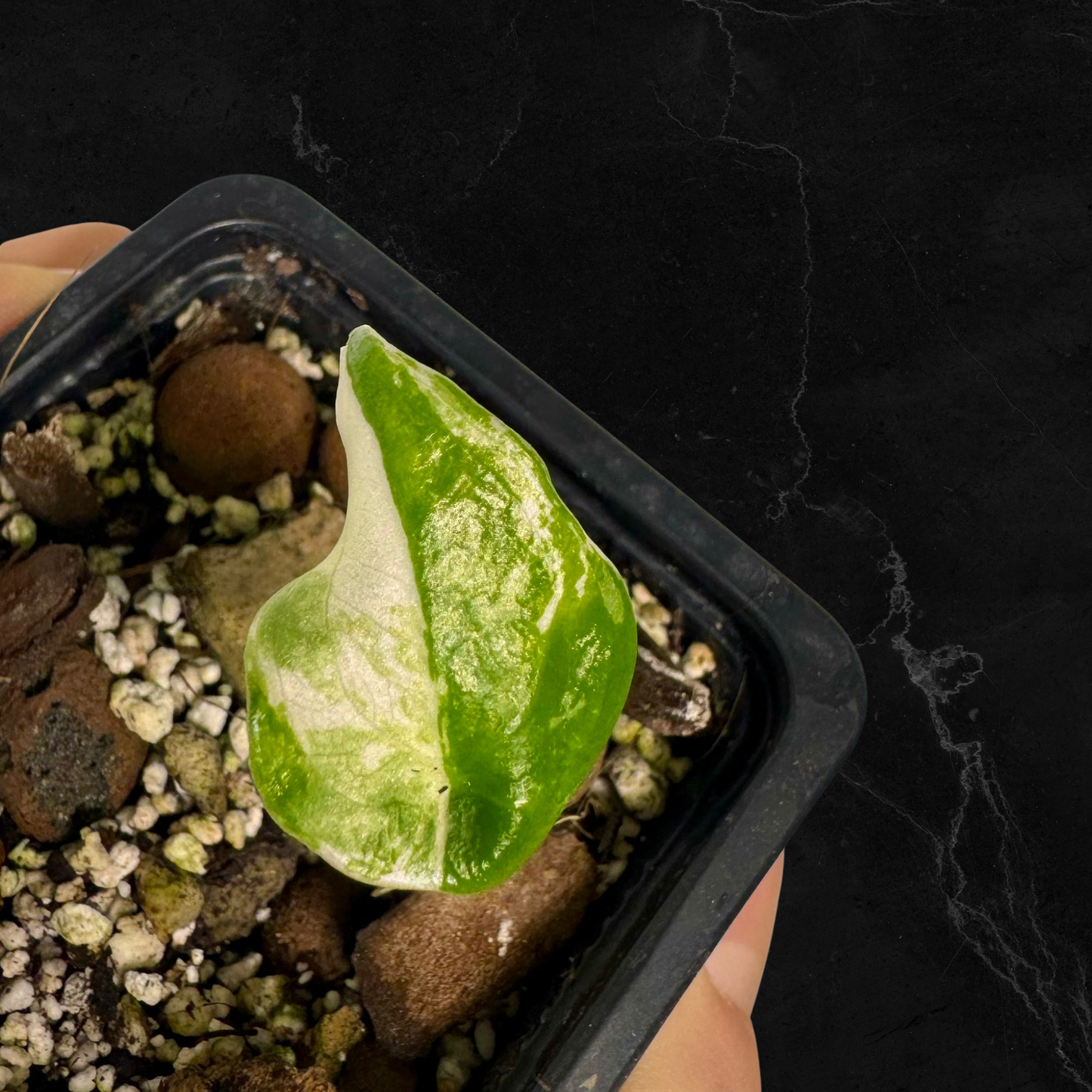 Alocasia Cuculatta «Wagyu» Albo Variegata - Section (1/2 leaves)