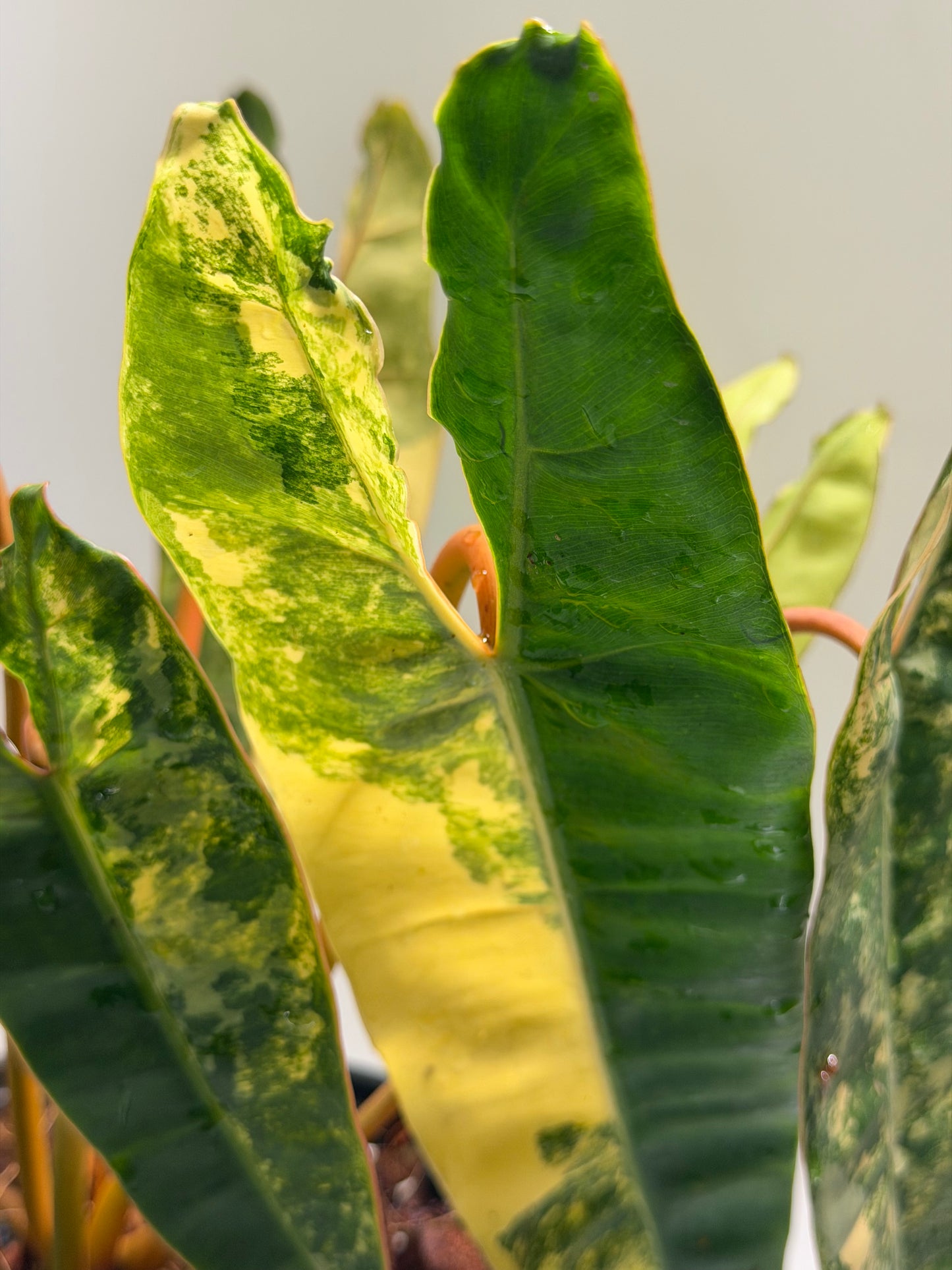 Philodendron Billitiae Var