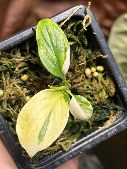 Sur Mesure - FB X Mayoï X 3 / Homalomena Rubescens Tricolor Pink / Homalomena Pink Mutation / Philodendron Billitiae Var