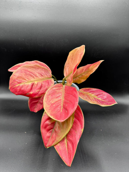 Aglaonema Heng Heng Heng Round Leaves Green and White Plants