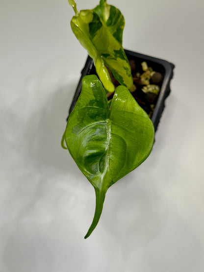 Alocasia Stingray Aurea Mint