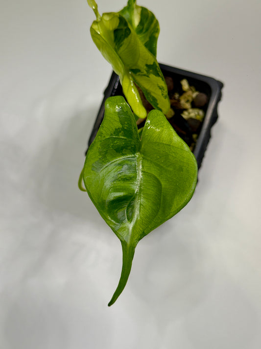 Alocasia Stingray Aurea Mint