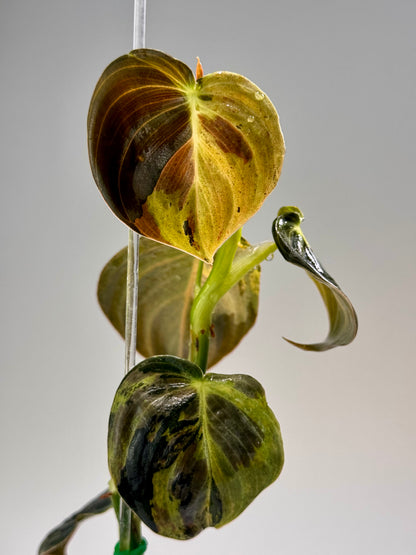 Philodendron Melanochrysum Variegated TC (Acclimated)