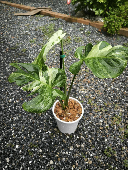 Monstera Deliciosa Ocean Mint "Albo Mutation" - Précommande Green and White Plants