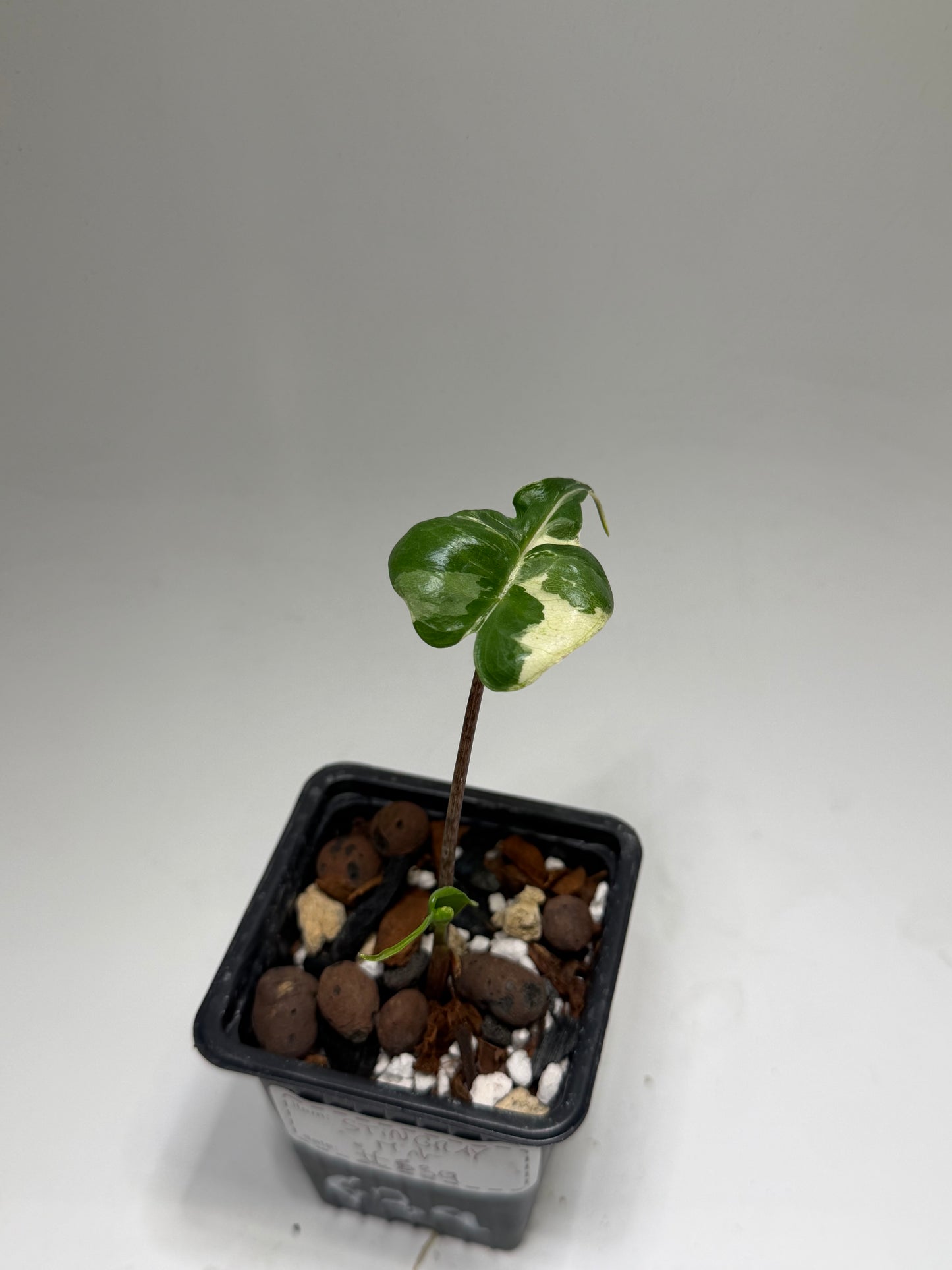 Alocasia Stingray Marble Mint