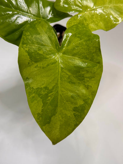 Alocasia Macrorrhizos Aracea Sp. Borneo Aurea