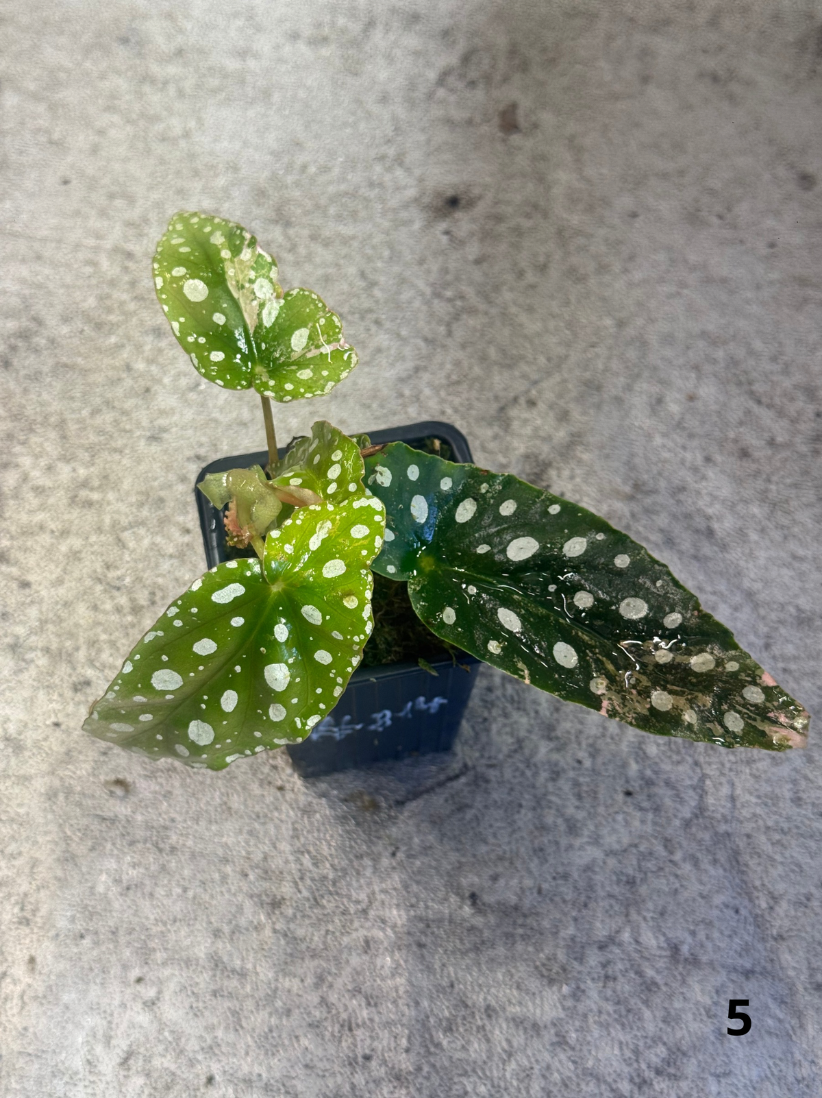 Bégonia Maculata Pink Variegata