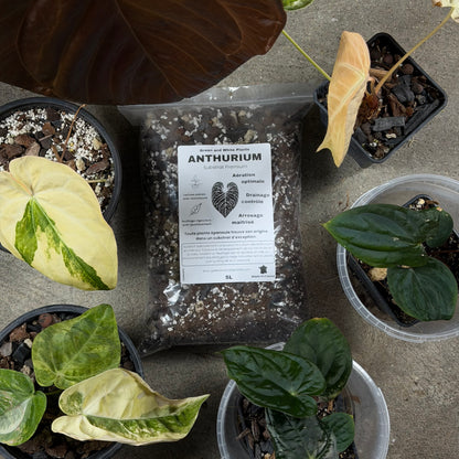 Professionnelles Anthurium-Substrat