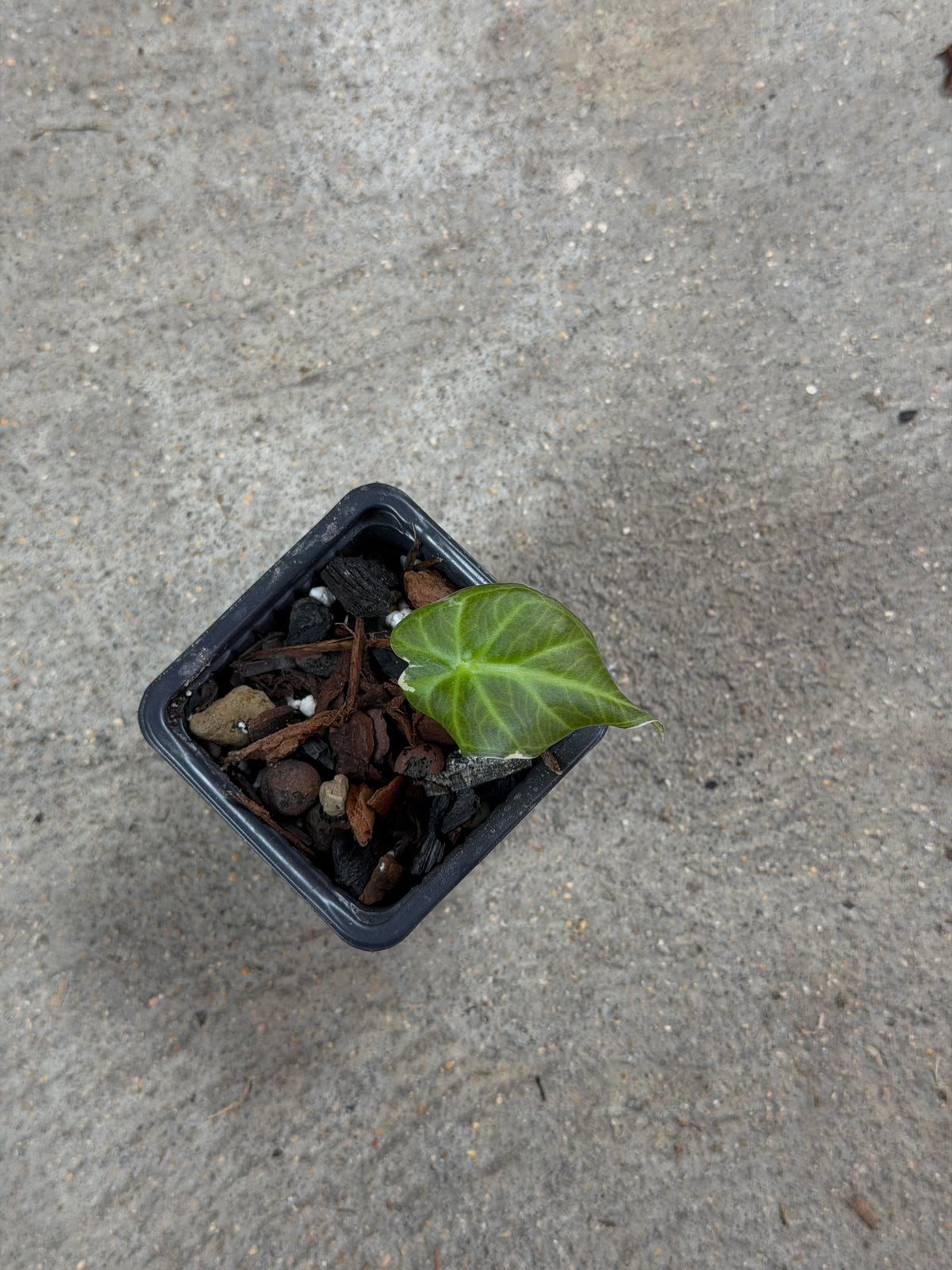 Alocasia Regal Shield Albo/Pink Variegata