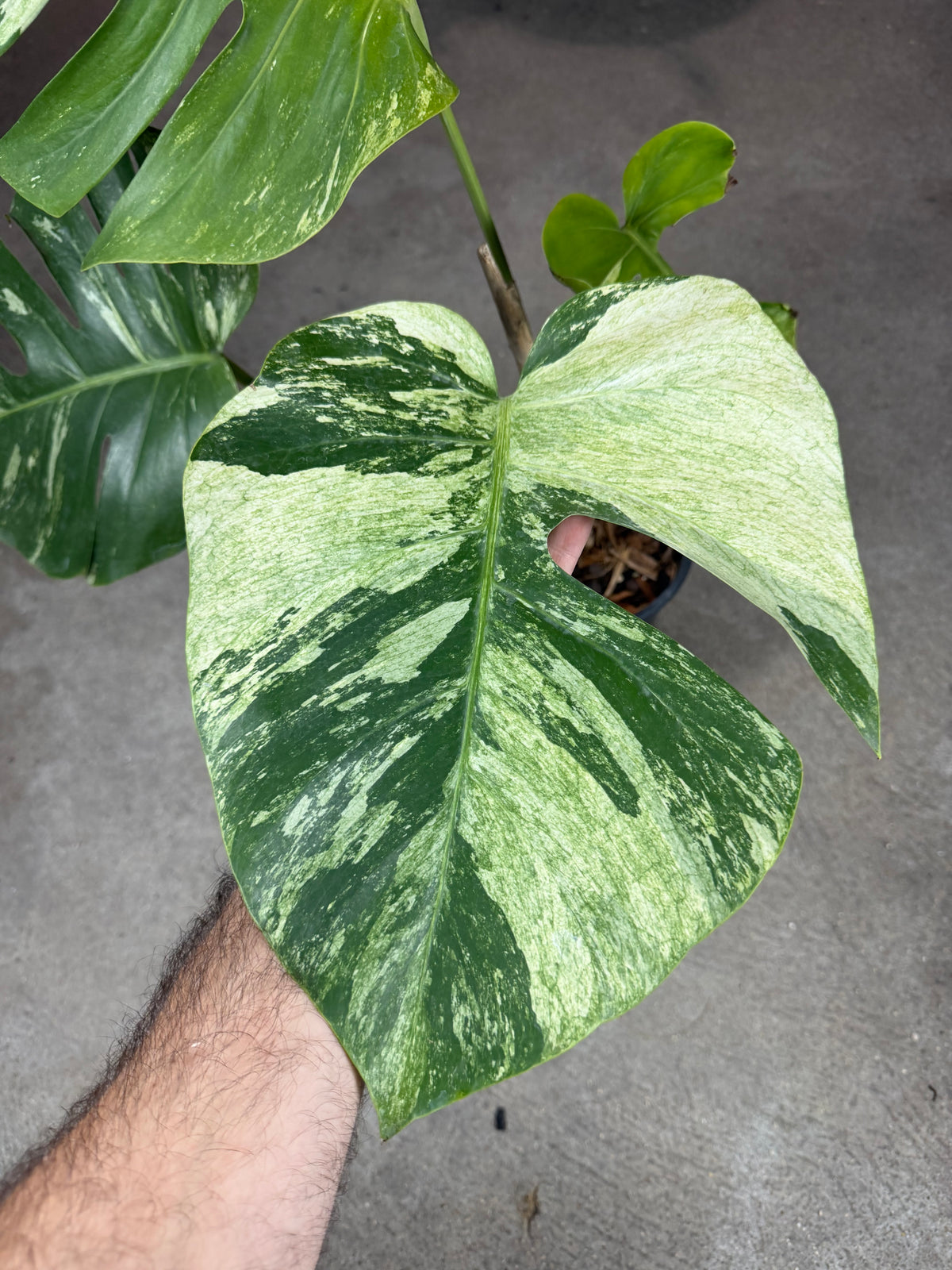 Monstera Jungle Mint