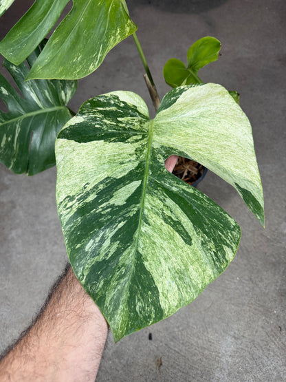 Monstera Jungle Mint