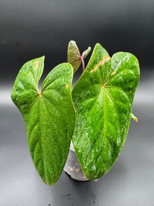 Anthurium Sagittatum x Red Dark Phoenix Green and White Plants