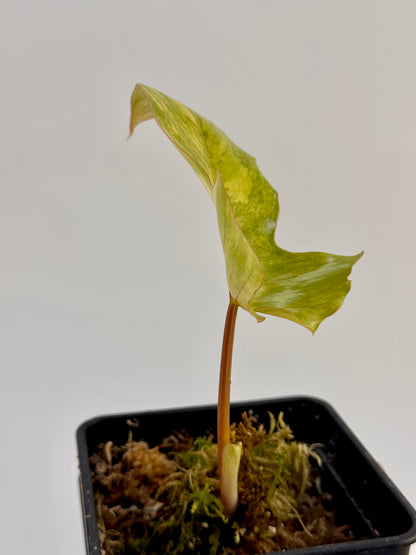 Philodendron Florida Beauty x Mayoi Variegata