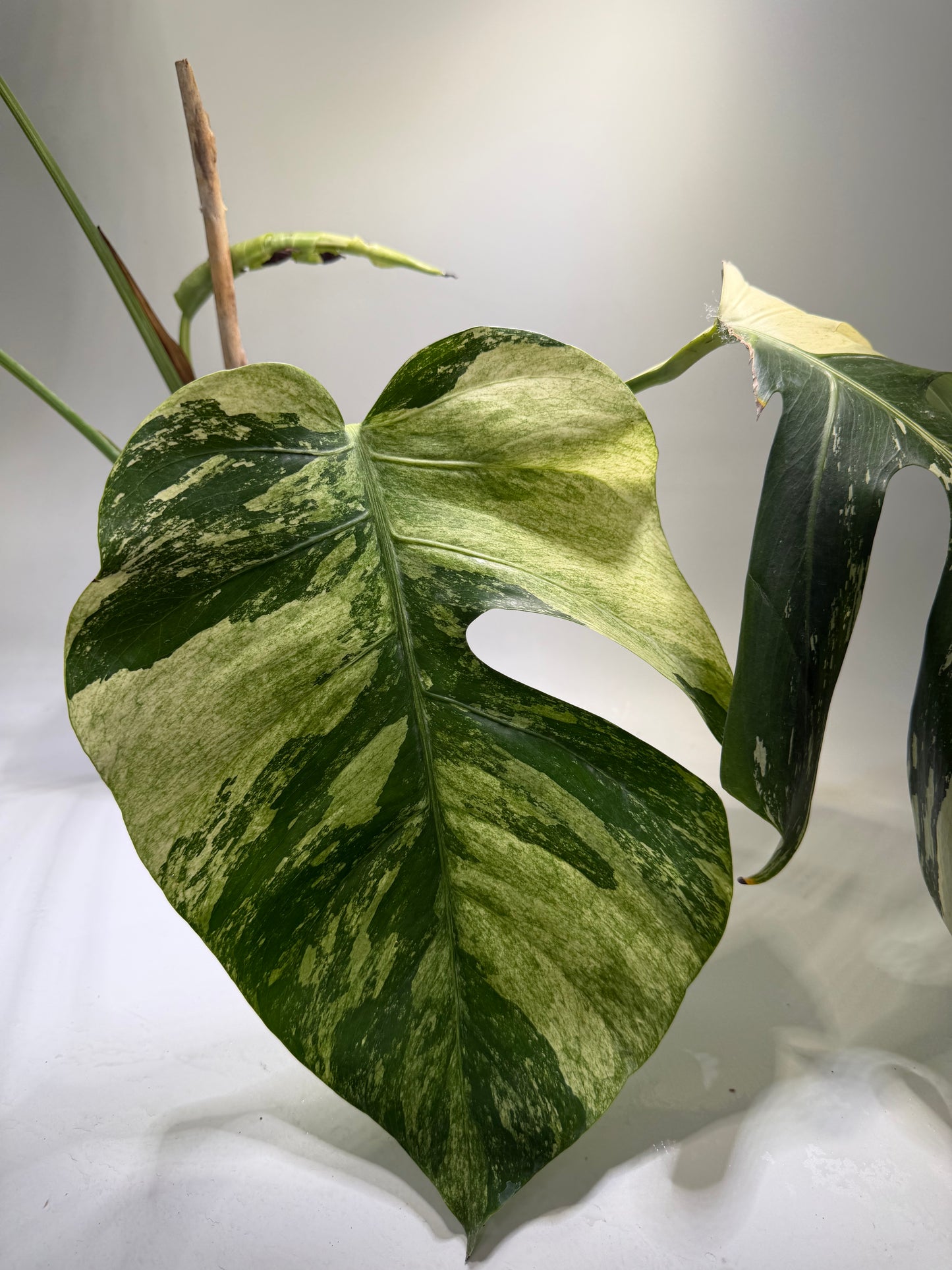 Monstera Jungle Mint