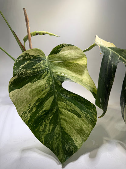 Monstera Jungle Mint